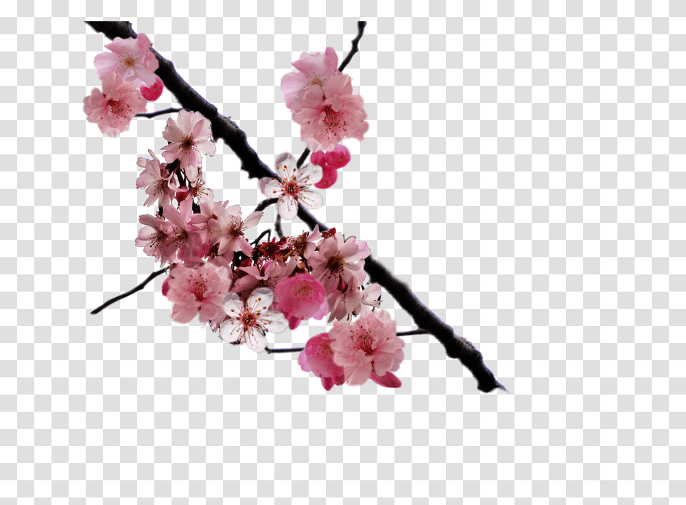 Cherry Blossom Background, Plant, Flower Transparent Png