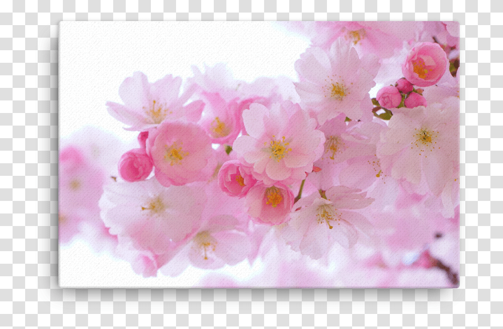 Cherry Blossom Bg, Plant, Flower, Petal, Monitor Transparent Png
