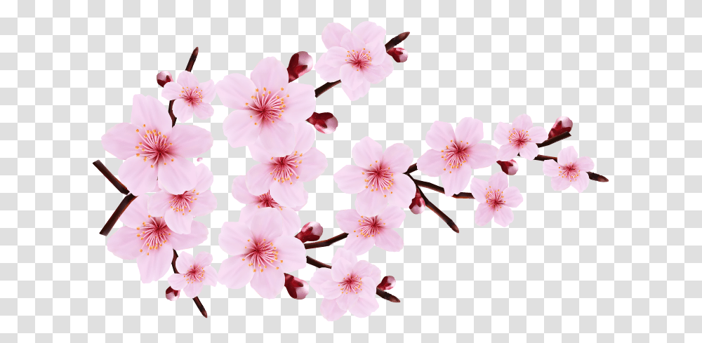 Cherry Blossom Border Cherry Blossom, Plant, Flower, Petal Transparent Png