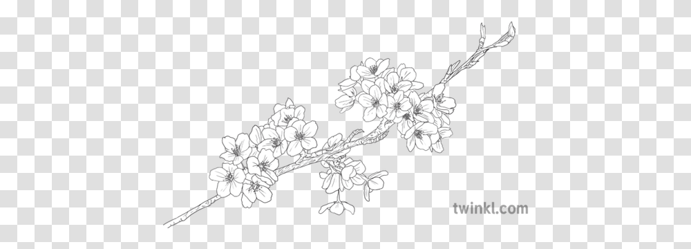 Cherry Blossom Branch Object Plant Flower Hanami Sakura Cherry Blossom Black And White, Floral Design, Pattern, Graphics, Art Transparent Png