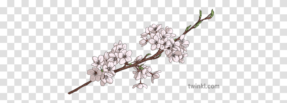 Cherry Blossom Branch Object Plant Flower Hanami Sakura Cherry Blossom Branch Drawinf, Geranium, Petal Transparent Png