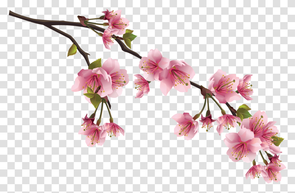 Cherry Blossom Branch, Plant, Flower, Petal, Anther Transparent Png