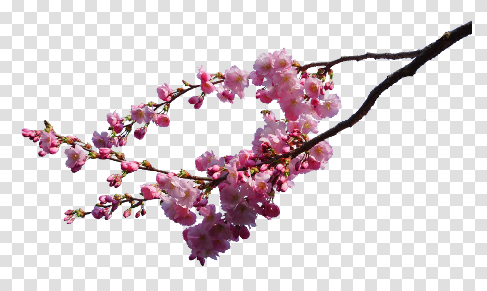 Cherry Blossom Branches Stock, Plant, Flower, Petal Transparent Png