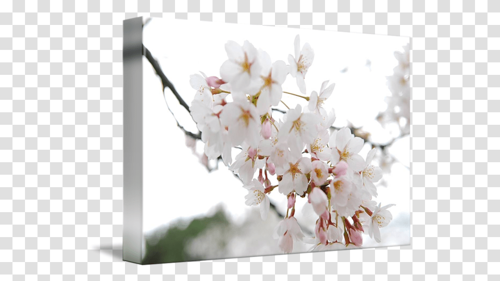 Cherry Blossom By Jarvis Chau Cherry Blossom, Plant, Flower, Petal, Anther Transparent Png