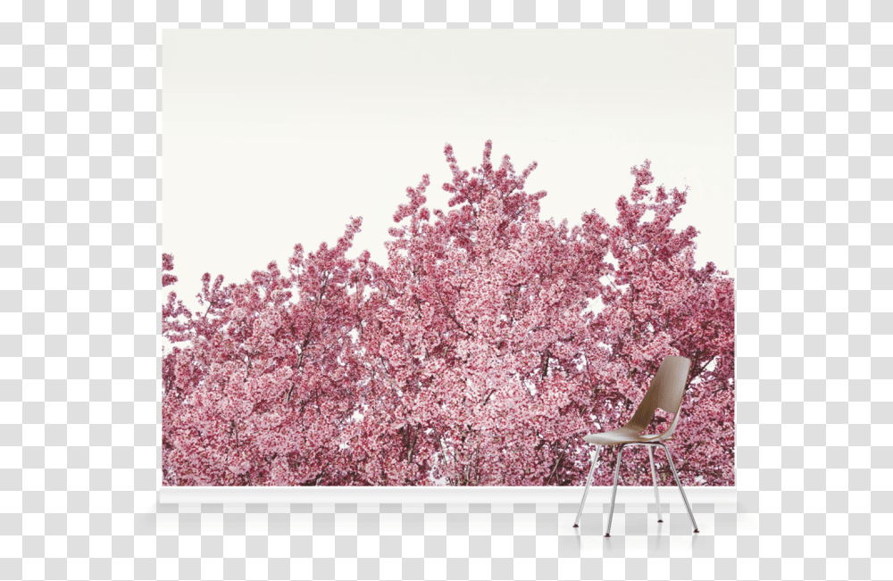 Cherry Blossom, Chair, Furniture, Plant, Flower Transparent Png