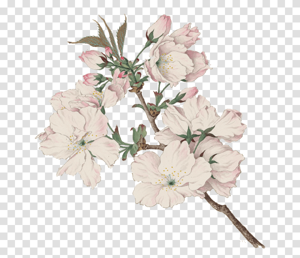Cherry Blossom Cherry Blossom Aquarell, Floral Design, Pattern Transparent Png