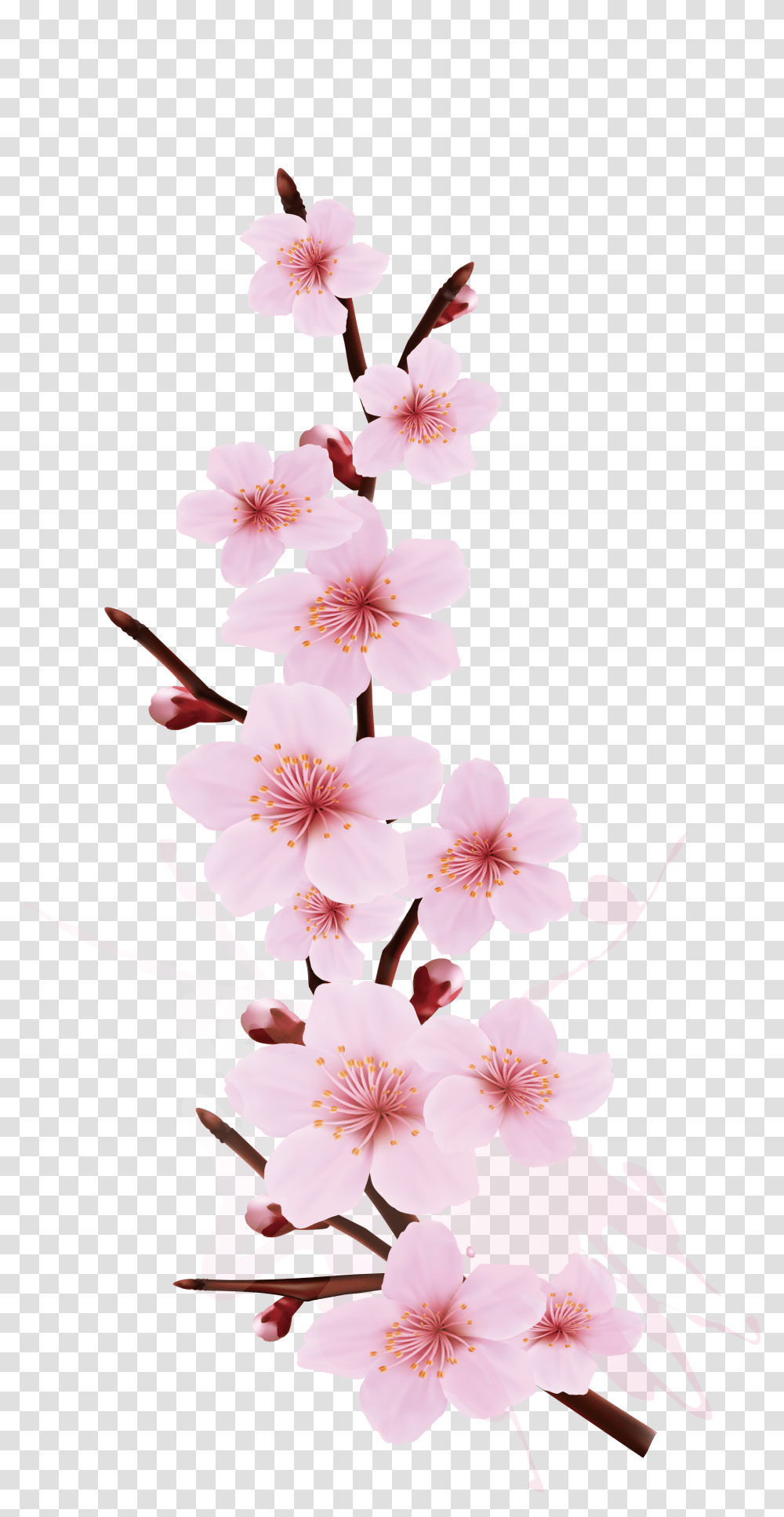 Cherry Blossom Cherry Blossom Branch Design, Plant, Flower, Lily Transparent Png
