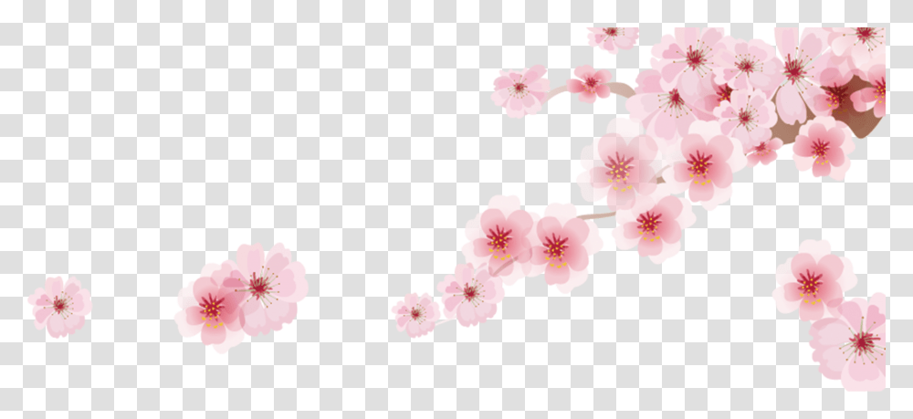 Cherry Blossom Cherry Blossom, Plant, Flower, Floral Design, Pattern Transparent Png