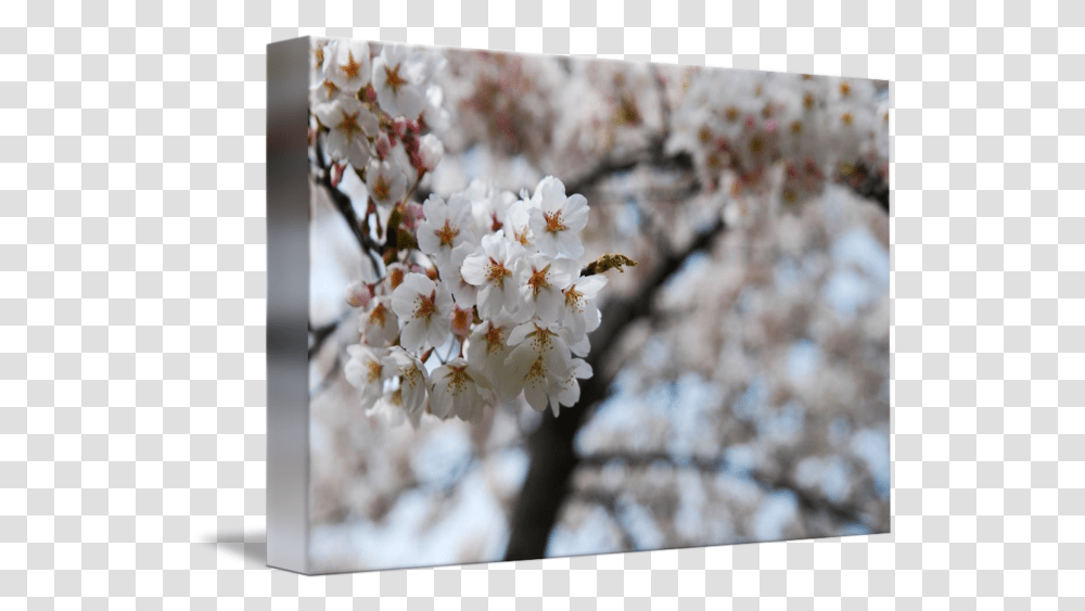 Cherry Blossom Cherry Blossom, Plant, Flower, Petal Transparent Png