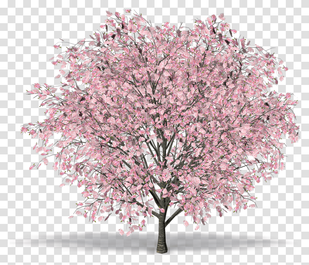 Сакура яблоня дерево