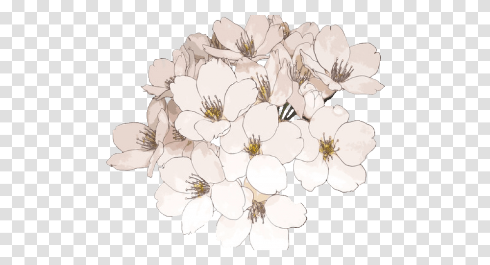 Cherry Blossom Clipart Aesthetic Flowers Drawing, Plant, Geranium, Petal Transparent Png