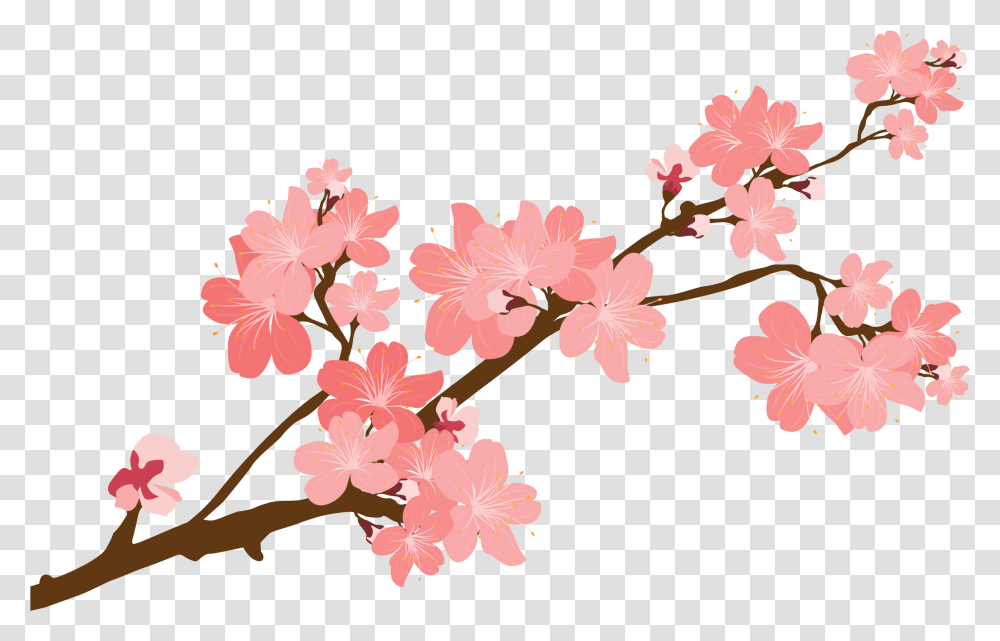 Cherry Blossom Clipart, Plant, Flower, Anther, Petal Transparent Png