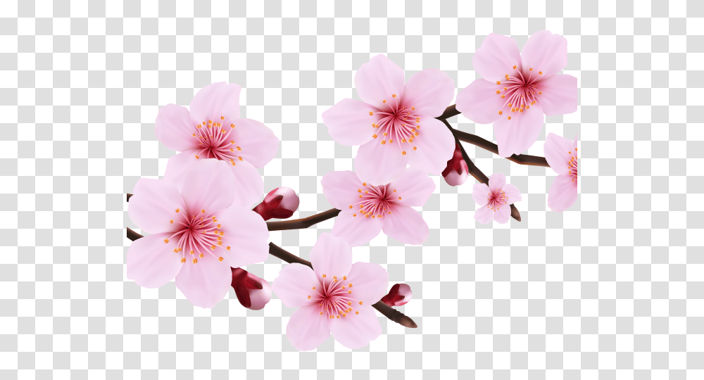 Cherry Blossom Clipart, Plant, Flower, Petal, Anther Transparent Png