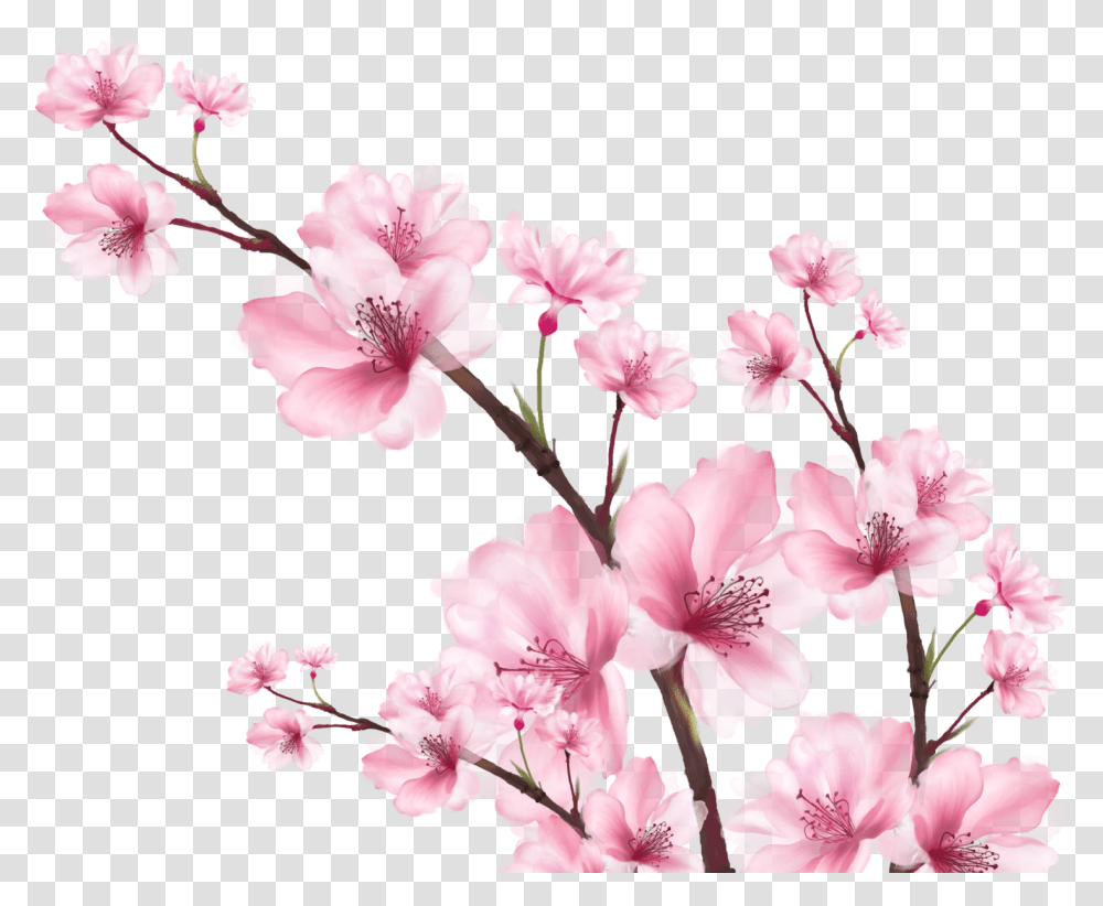 Cherry Blossom Digital Watercolor By Judy Valeria Barona Cherry Blossom, Plant, Flower, Geranium Transparent Png