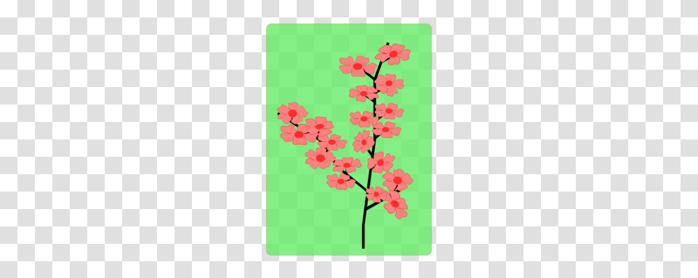 Cherry Blossom Drawing Flower, Plant, Floral Design Transparent Png