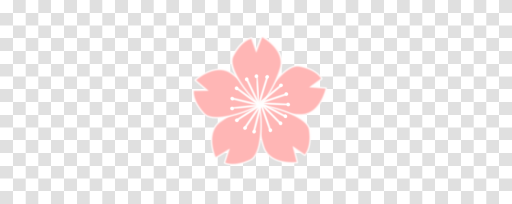 Cherry Blossom Drawing Flower, Plant, Petal, Fungus, Lamp Transparent Png