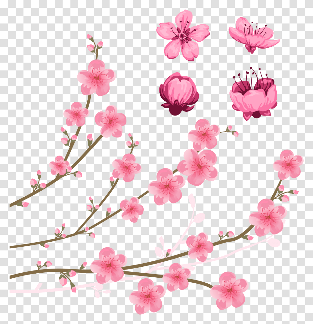 Cherry Blossom Drawing Illustration Peach Blossom Flower Drawing, Plant Transparent Png