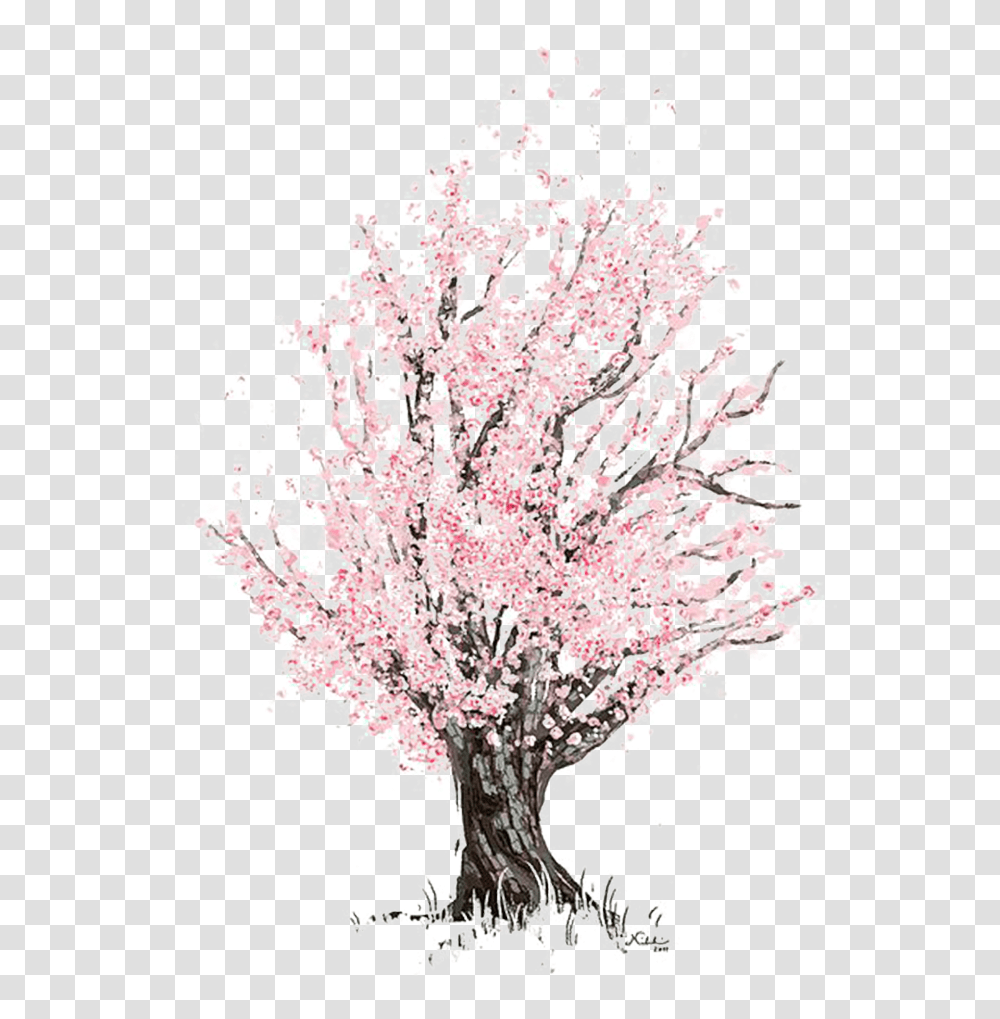 Cherry Blossom Drawing, Plant, Flower, Tree, Carnation Transparent Png