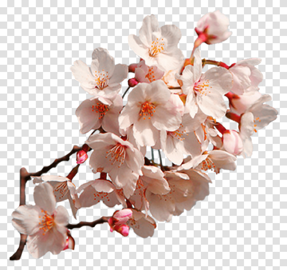 Cherry Blossom East Asian Art Cherry Blossom, Plant, Flower, Wedding Cake, Dessert Transparent Png