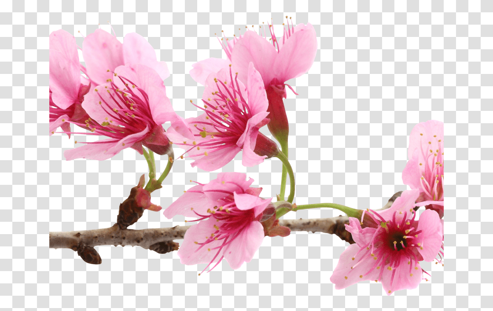 Cherry Blossom Extract Bio Cellulose Mask Sakura Flower, Plant, Geranium, Lily Transparent Png
