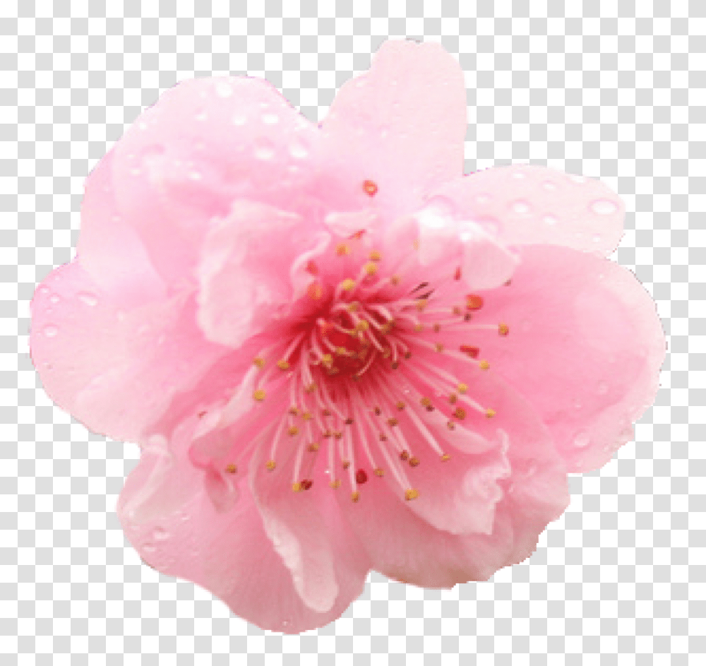 Cherry Blossom Flower 1 Image Flower Cherry Blossom, Plant, Rose Transparent Png