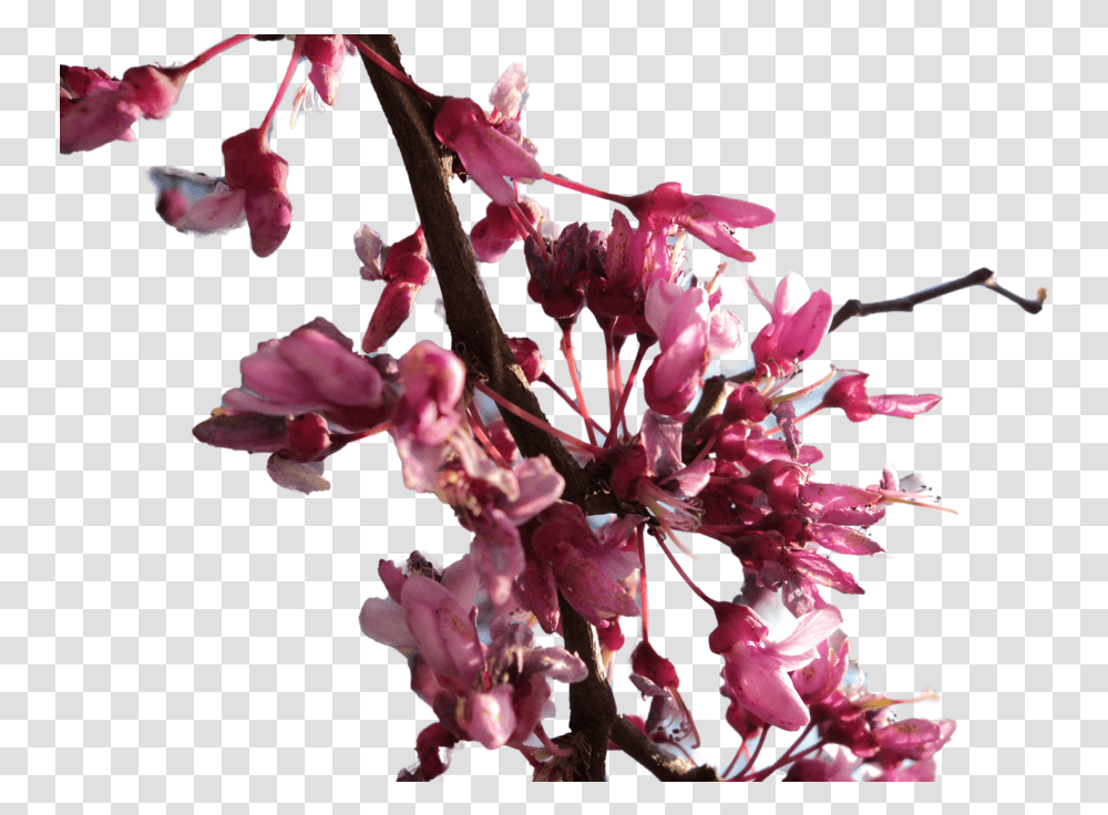Cherry Blossom Flower Branches Transparency, Plant, Orchid Transparent Png