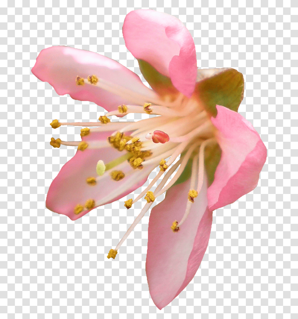 Cherry Blossom Flower Cherry Blossom Background, Pollen, Plant, Rose, Lily Transparent Png