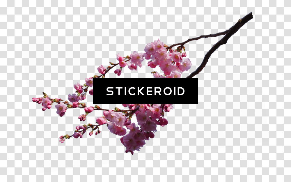 Cherry Blossom Flower Cherry Blossom Branch, Plant, Flower Arrangement Transparent Png