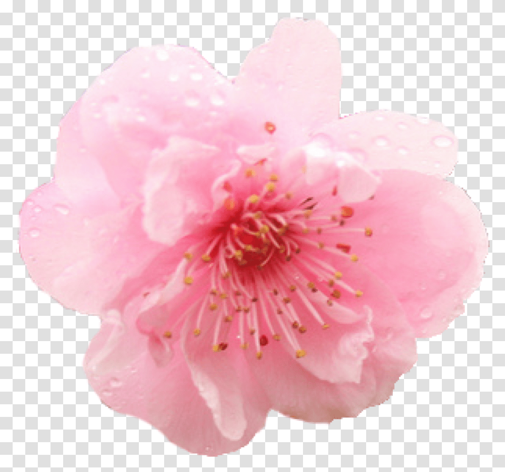 Cherry Blossom Flower Cherry Blossom, Plant, Rose, Geranium, Peony Transparent Png