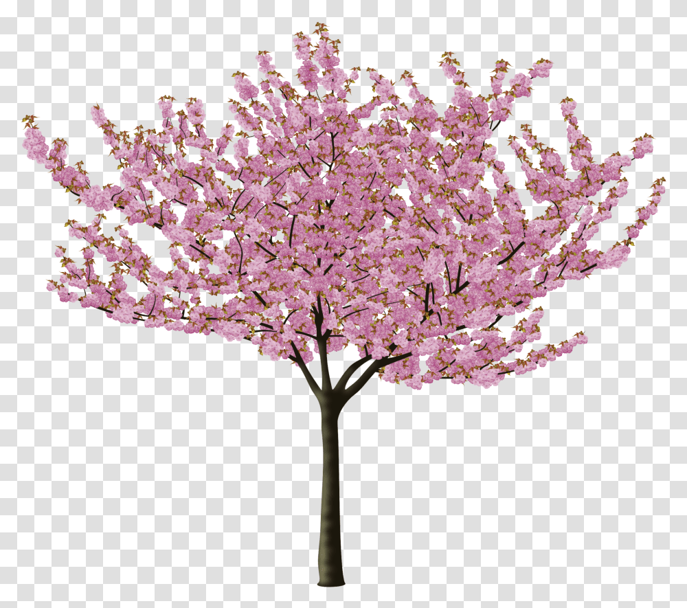 Cherry Blossom Flower Cherry Blossom Tree, Plant, Fungus, Petal, Crystal Transparent Png