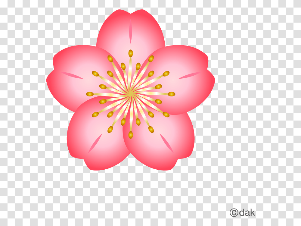 Cherry Blossom Flower Clipart, Plant, Balloon, Anther, Petal Transparent Png