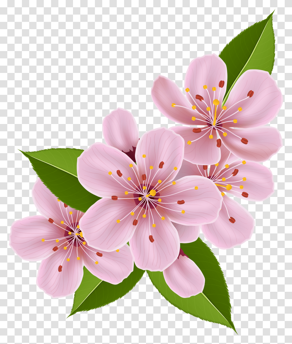 Cherry Blossom Flower Clipart Transparent Png