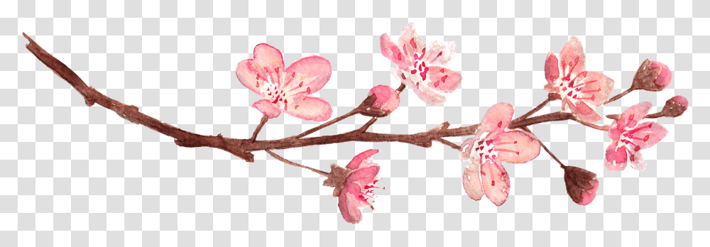 Cherry Blossom Flower Divider Clipart, Plant, Petal, Pollen, Geranium Transparent Png