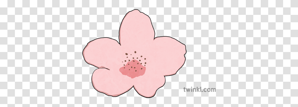 Cherry Blossom Flower Object Plant Hanami Sakura Cosmos, Petal, Cushion, Heart, Anther Transparent Png