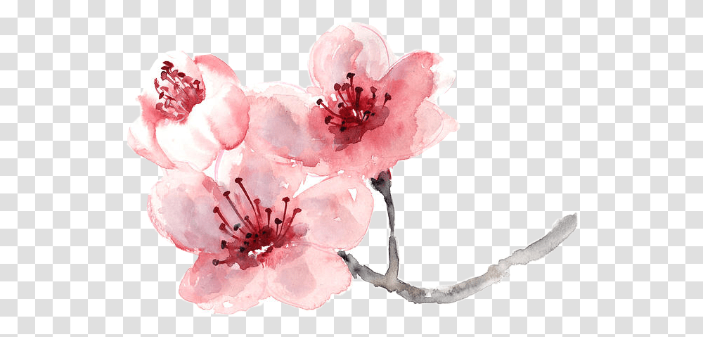 Cherry Blossom Flower Painting Flower Cherry Blossom, Plant, Geranium, Rose Transparent Png