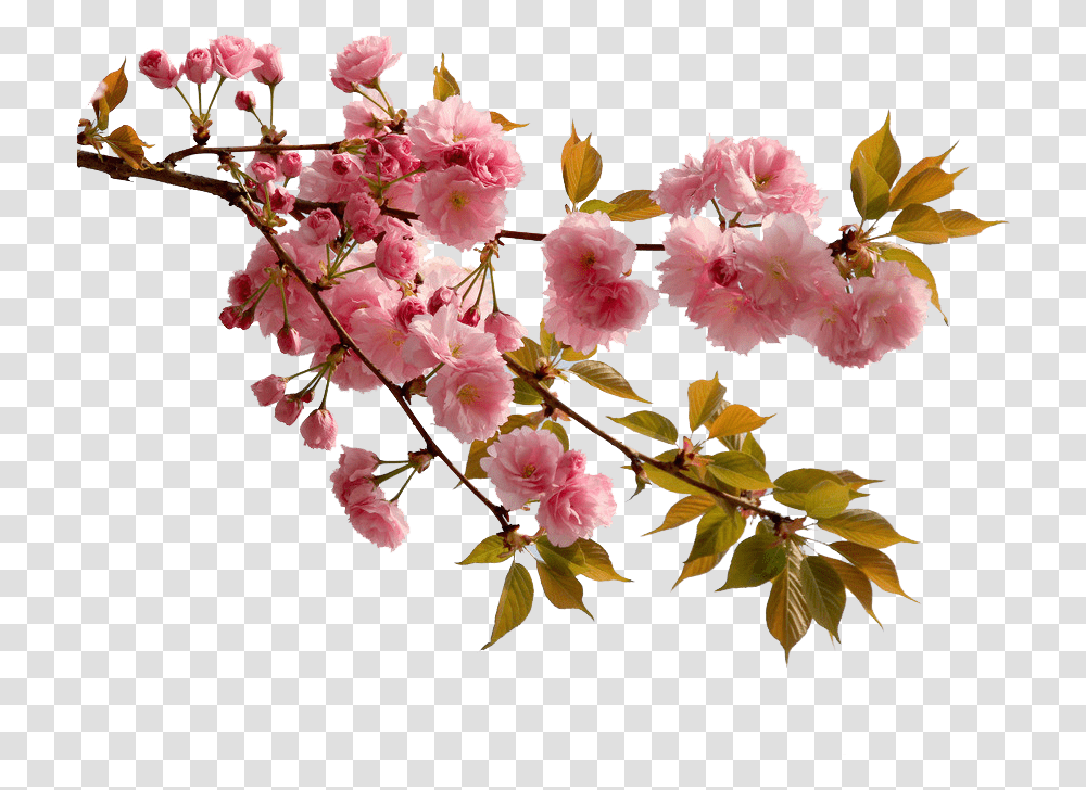 Cherry Blossom Flower Peach Real Sakura Flower, Plant, Petal, Geranium, Acanthaceae Transparent Png