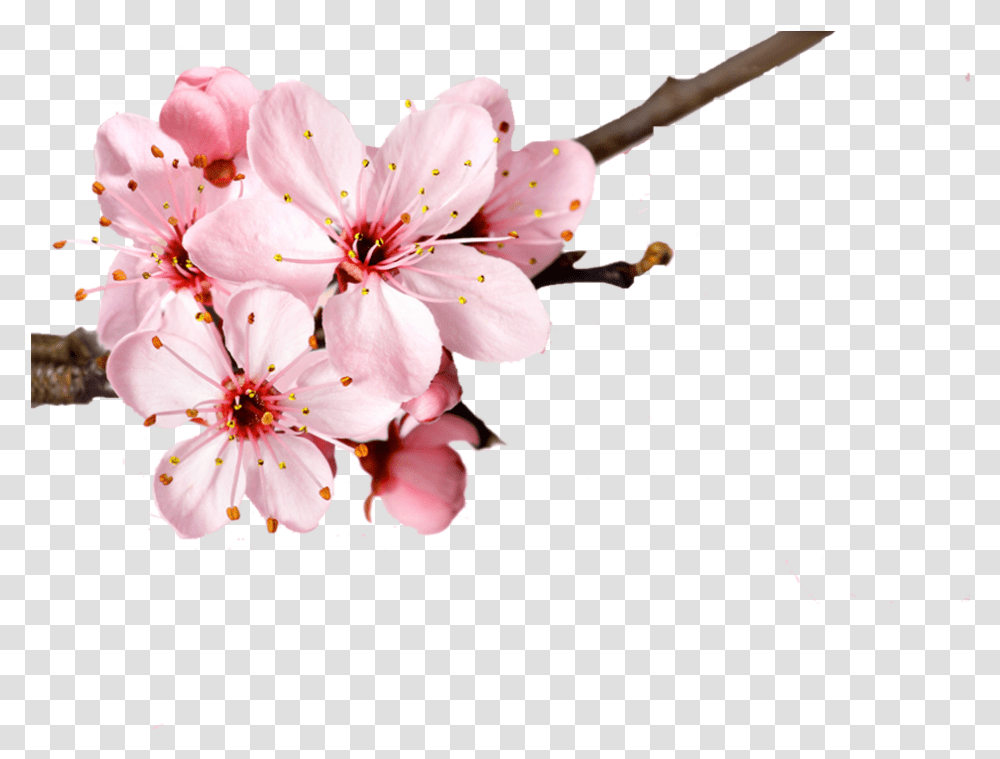 Cherry Blossom Flower Petal, Plant, Anther, Geranium Transparent Png