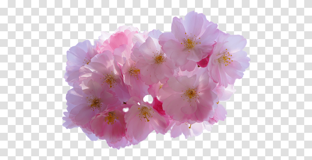 Cherry Blossom Flower, Plant, Geranium, Anther, Petal Transparent Png