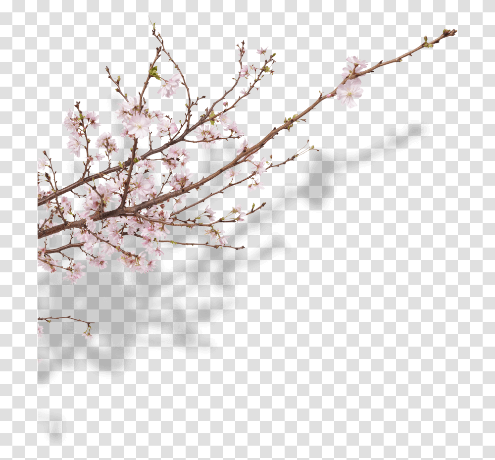Cherry Blossom, Flower, Plant, Petal, Ceiling Light Transparent Png