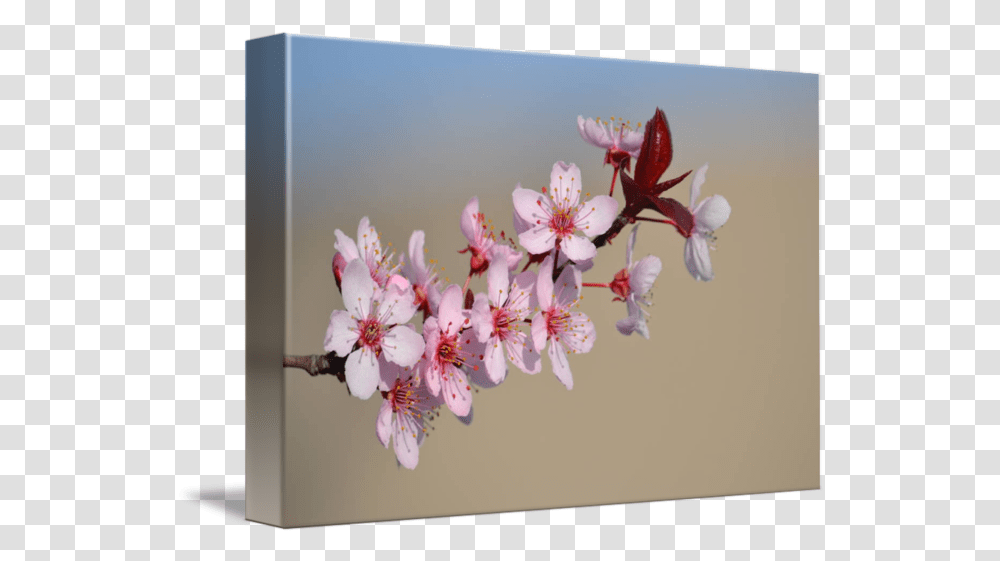 Cherry Blossom Flowers Picture Frame, Plant Transparent Png