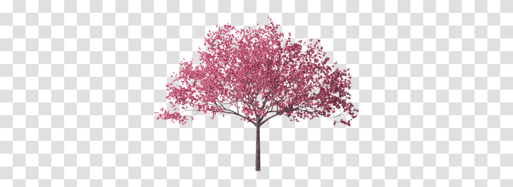 Cherry Blossom Hd Cherry Tree Blossoms, Plant, Flower, Maple, Petal Transparent Png