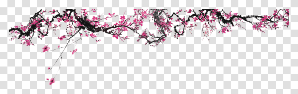 Cherry Blossom Header, Plant, Flower, Petal Transparent Png
