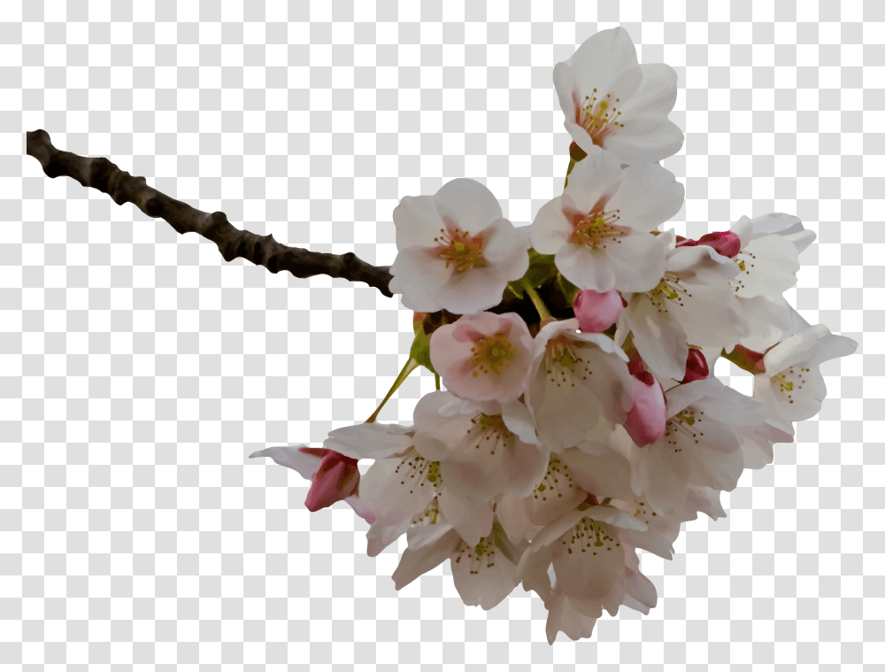 Cherry Blossom Icons, Plant, Flower, Pollen, Geranium Transparent Png