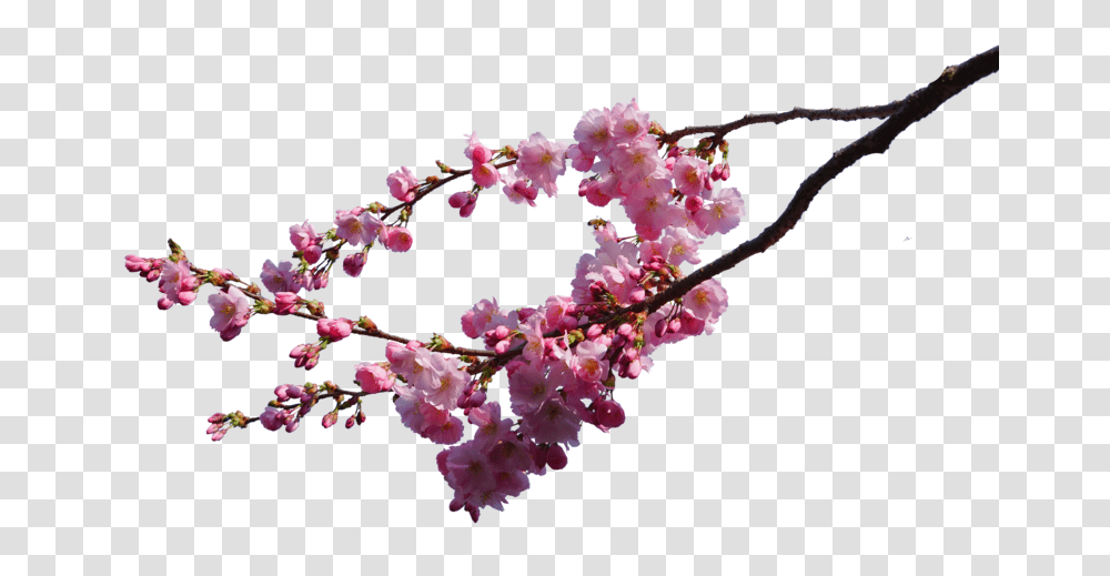 Cherry Blossom Image, Plant, Flower, Petal Transparent Png