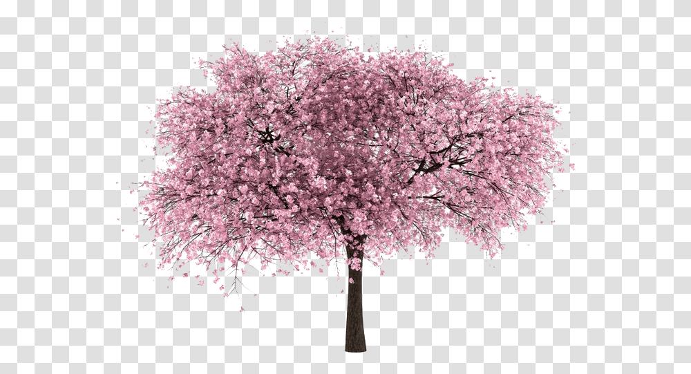 Cherry Blossom No Background Cherry Blossom Tree, Plant, Flower Transparent Png