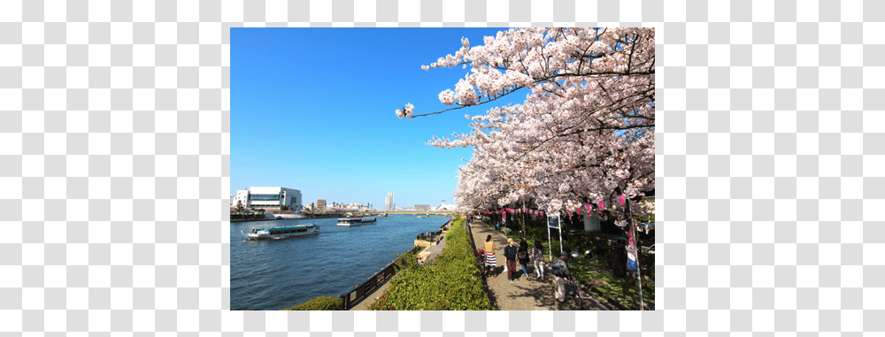 Cherry Blossom, Person, Plant, Boat, Vehicle Transparent Png