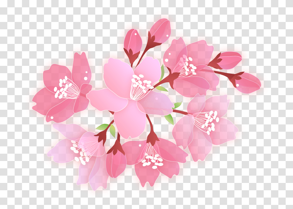 Cherry Blossom Petal, Plant, Flower Transparent Png