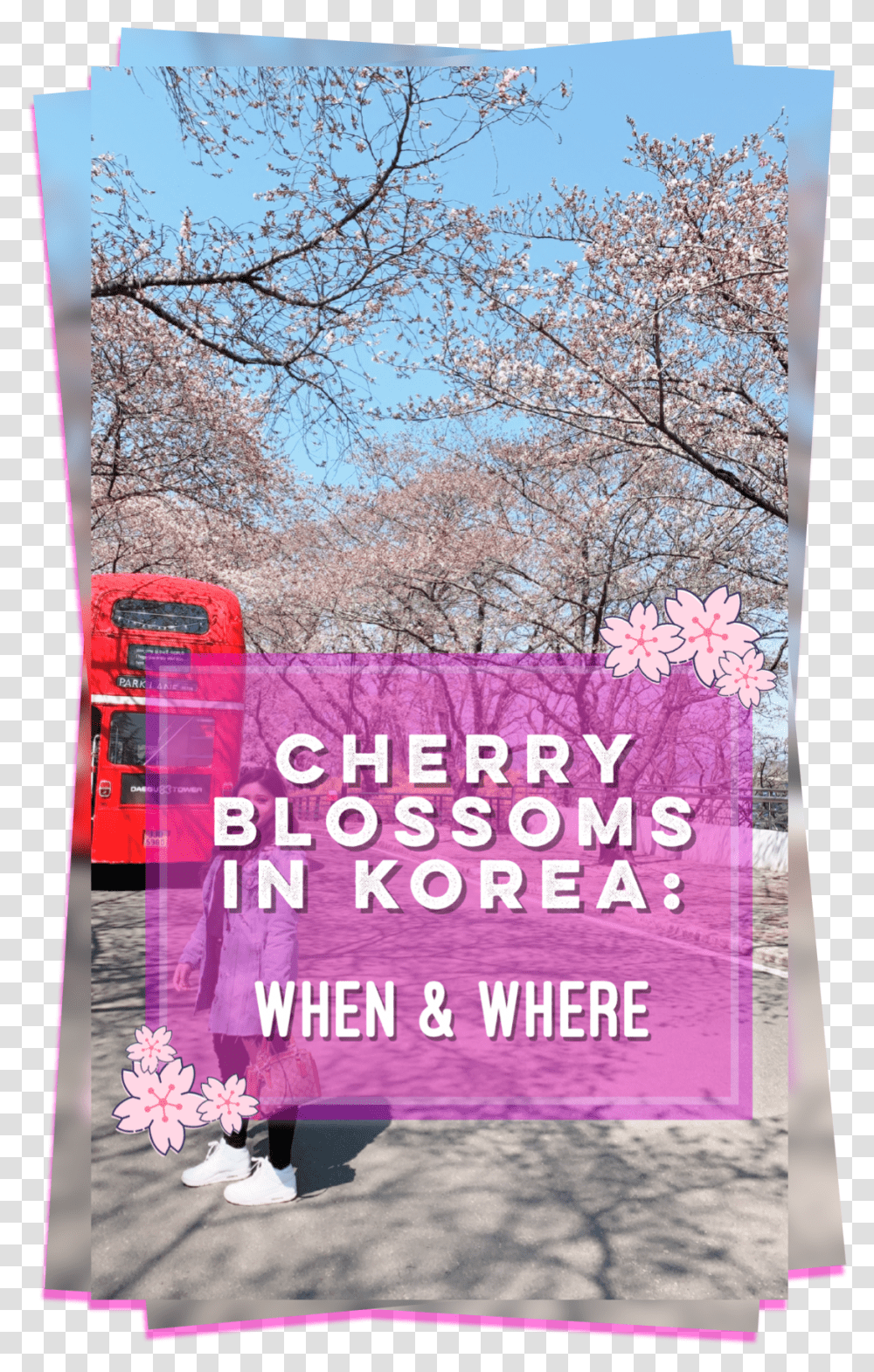 Cherry Blossom Petal, Plant, Poster, Advertisement Transparent Png