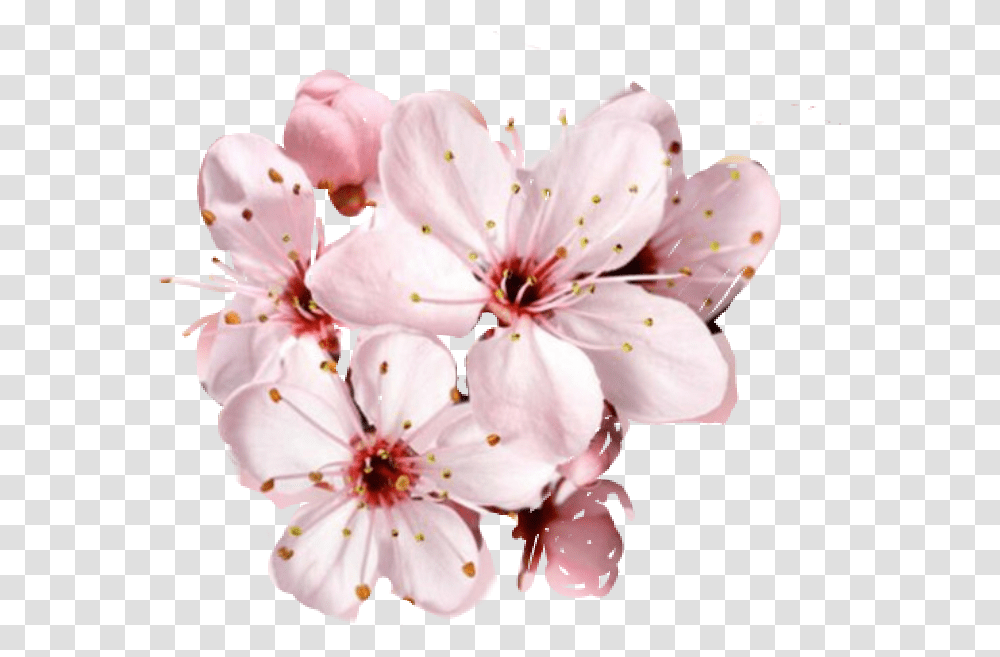 Cherry Blossom Petals Falling Cherry Blossom Flower Beautiful Happy Birthday Mom, Plant, Fungus, Geranium, Anther Transparent Png