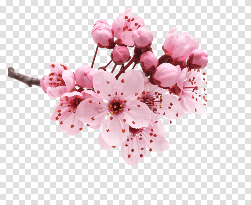 Cherry Blossom Petals Images Flower Cherry Blossom, Plant Transparent Png